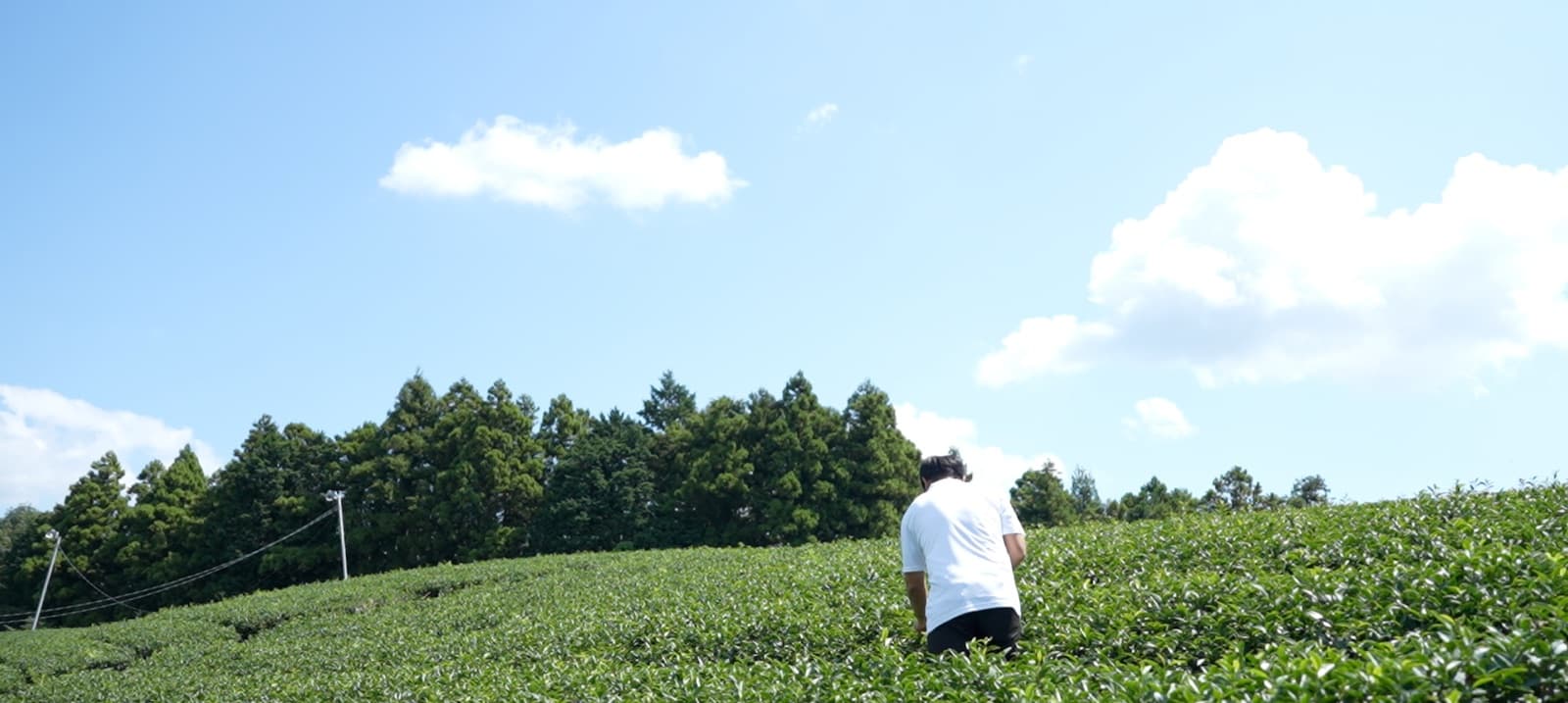 青空の下に広がる青透園の茶畑と、茶葉を手入れする生産者
